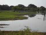 Yala National Park